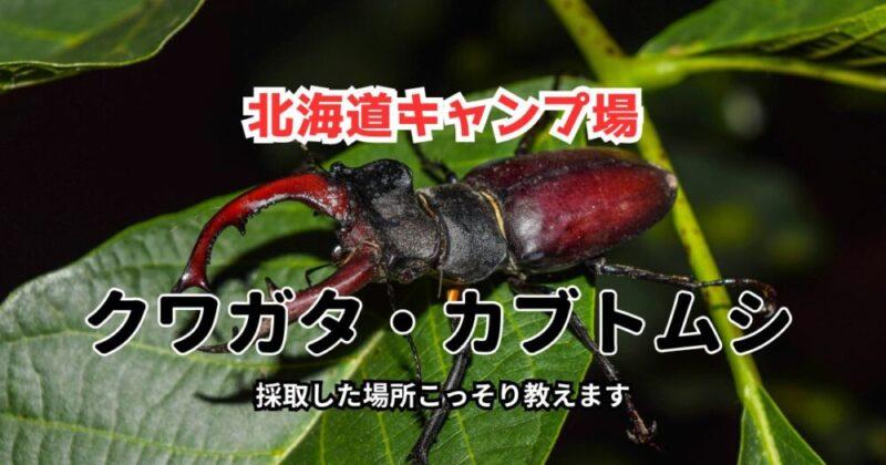 北海道キャンプ場　クワガタ・カブトムシの採集できるキャンプ場